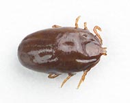 ENGORGED母狗棕狗滴答