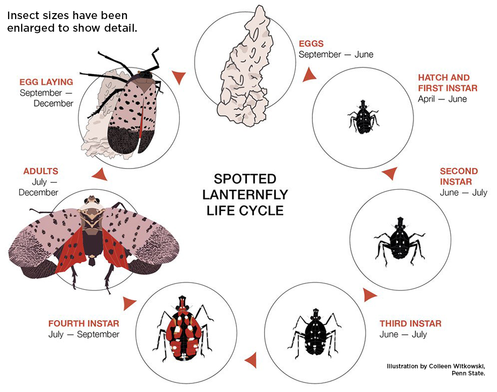 Spotted Lanternfly Biology - Integrated Pest Management - ayx足彩