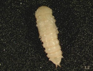 面虫幼虫