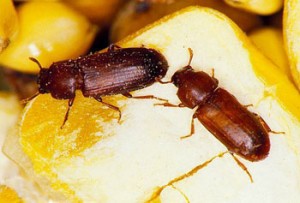 红面甲虫上玉米