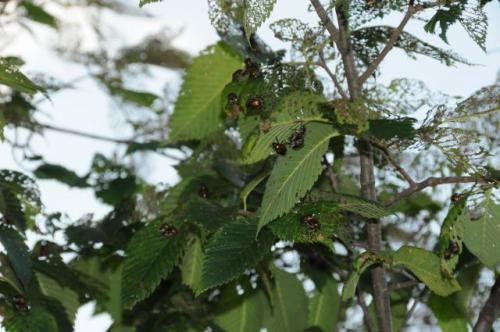 日本甲虫 E0010turf Msu延期 Ayx足彩 日本甲虫 E0010turf Msu延期 Ayx足彩